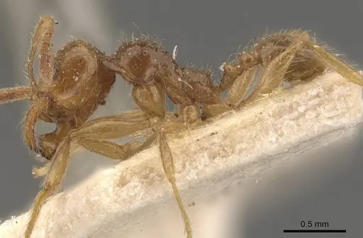 Pheidole absurda - CASENT0908157