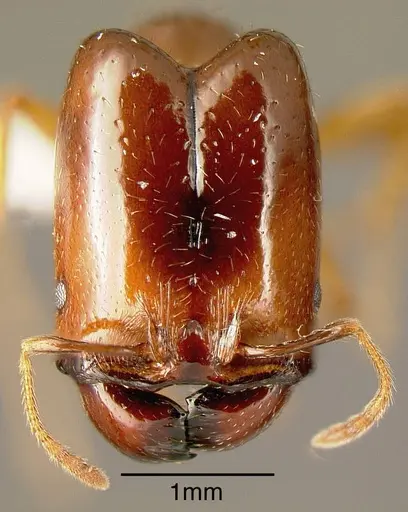 Pheidole absurda - INBIOCRI001282755
