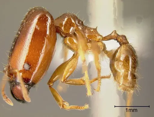 Pheidole absurda - INBIOCRI001282755