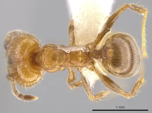 Pheidole acamata specimen