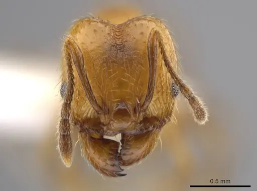 Pheidole acamata specimen