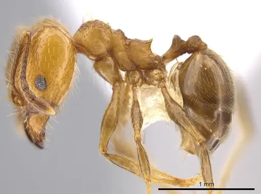 Pheidole acamata specimen