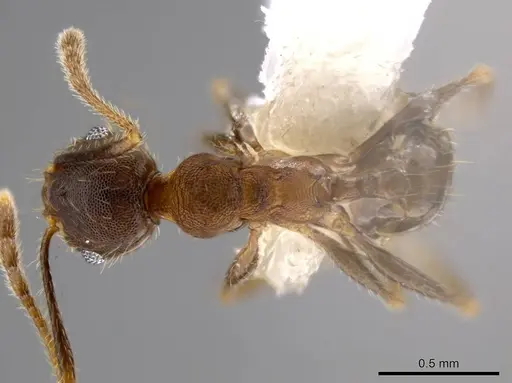 Pheidole acamata - CASENT0609514