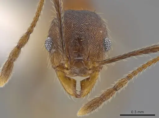 Pheidole acamata - CASENT0609514