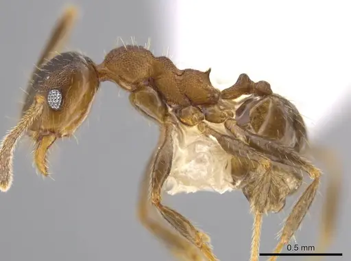 Pheidole acamata - CASENT0609514