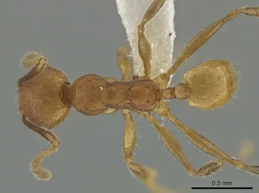 Pheidole acamata - CASENT0619552