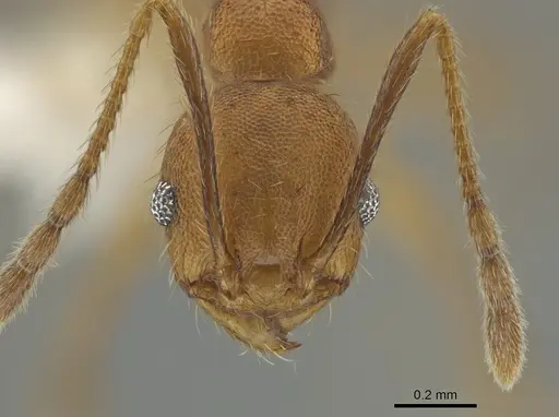 Pheidole acamata - CASENT0619552