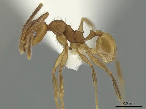 Pheidole acamata - CASENT0619552
