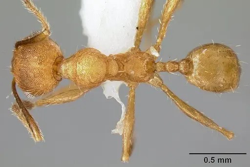 Pheidole acamata - JTLC000016314