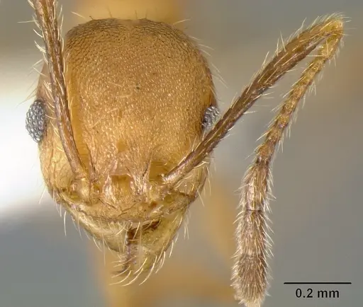 Pheidole acamata - JTLC000016314