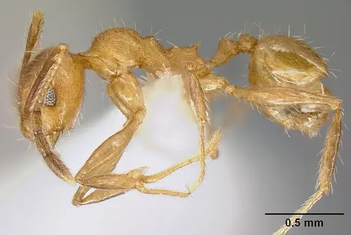 Pheidole acamata - JTLC000016314