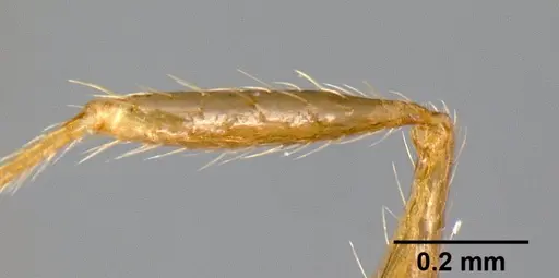Pheidole acamata - JTLC000016314