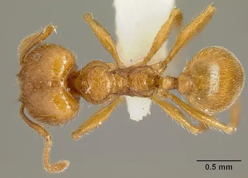 Pheidole acamata - JTLC000016315