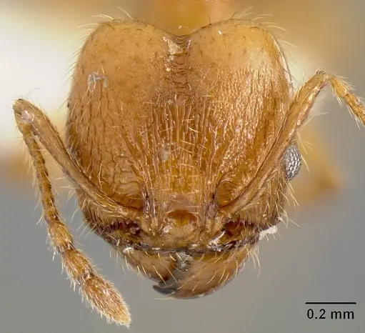 Pheidole acamata - JTLC000016315
