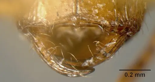 Pheidole acamata - JTLC000016315