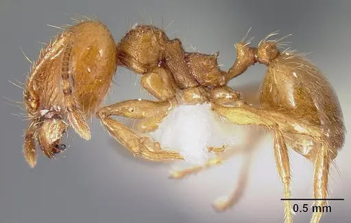 Pheidole acamata - JTLC000016315