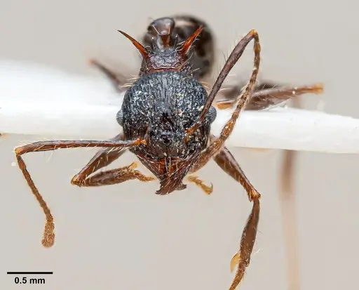 Pheidole acantha specimen