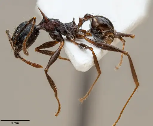 Pheidole acantha specimen