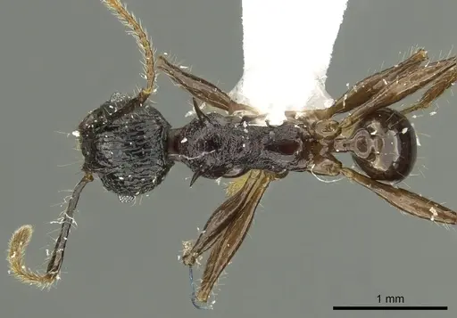 Pheidole acantha - CASENT0901618