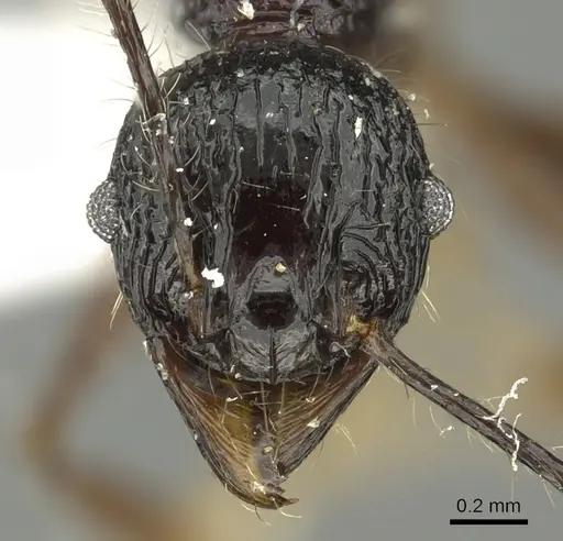 Pheidole acantha - CASENT0901618
