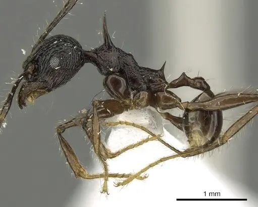 Pheidole acantha - CASENT0901618