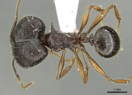 Pheidole acantha - CASENT0901619