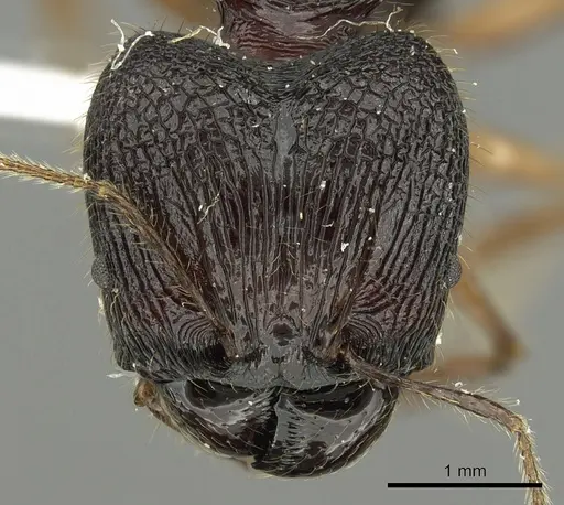 Pheidole acantha - CASENT0901619