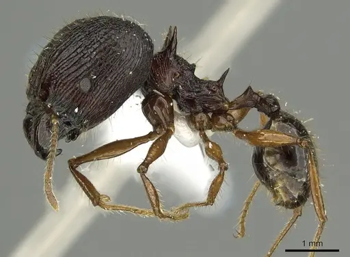 Pheidole acantha - CASENT0901619