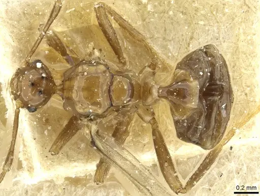 Pheidole acutidens specimen