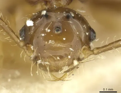 Pheidole acutidens specimen
