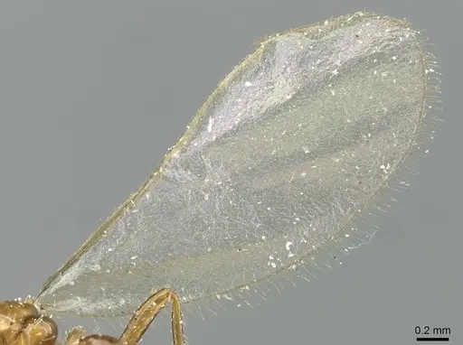 Pheidole acutidens - CASENT0913258