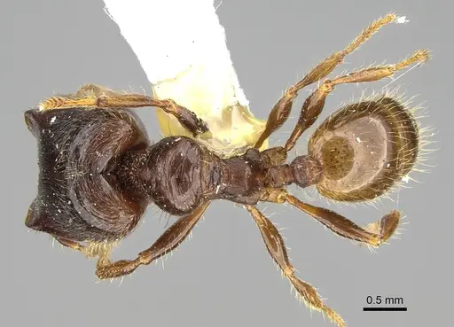Pheidole acutilobata specimen