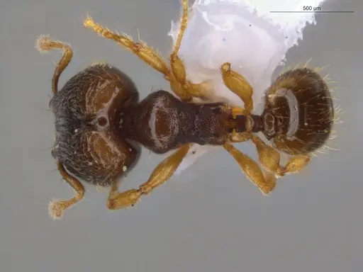 Pheidole ademonia specimen