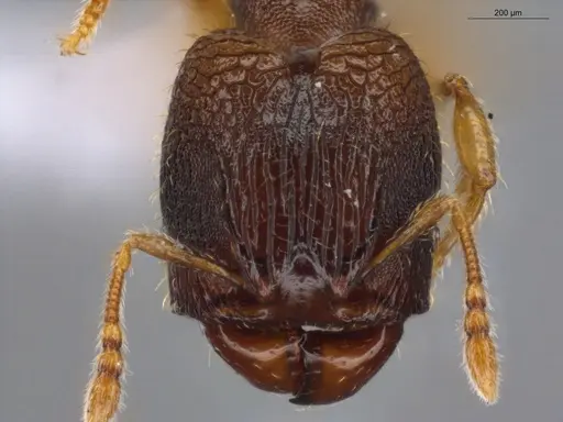 Pheidole ademonia specimen