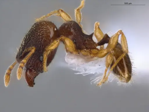 Pheidole ademonia specimen