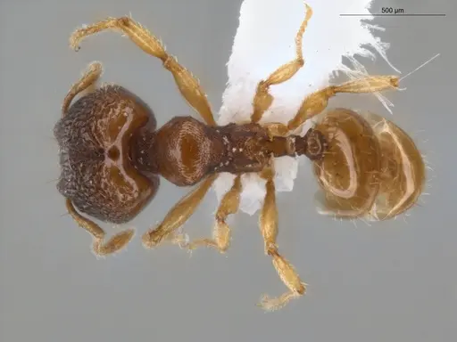 Pheidole ademonia - ECOFOG-PA14-0167-11-S