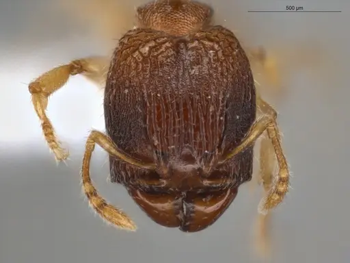 Pheidole ademonia - ECOFOG-PA14-0167-11-S