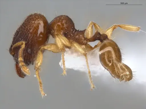 Pheidole ademonia - ECOFOG-PA14-0167-11-S