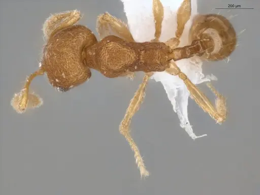 Pheidole ademonia - ECOFOG-PA14-0167-11