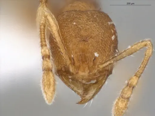 Pheidole ademonia - ECOFOG-PA14-0167-11