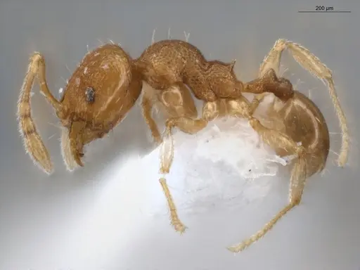 Pheidole ademonia - ECOFOG-PA14-0167-11