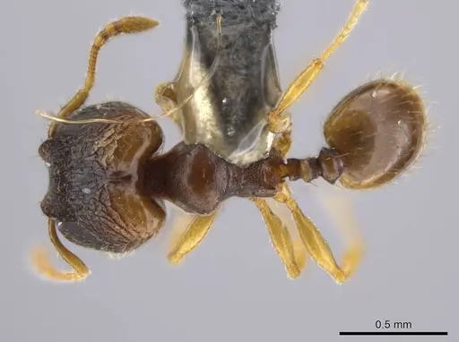 Pheidole ademonia - USNMENT00691294