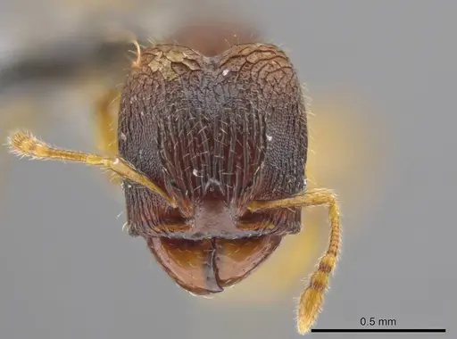 Pheidole ademonia - USNMENT00691294
