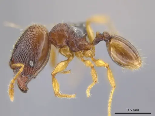 Pheidole ademonia - USNMENT00691294