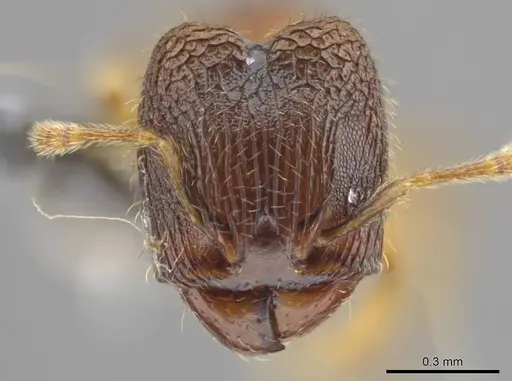 Pheidole ademonia - USNMENT00750502