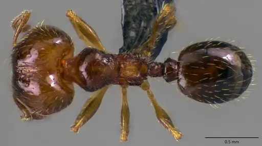 Pheidole adrianoi specimen