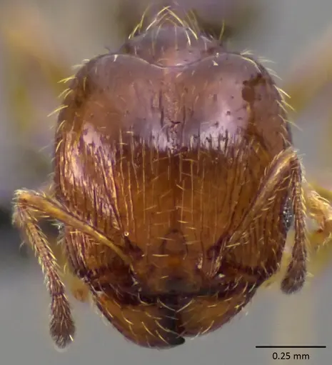 Pheidole adrianoi specimen