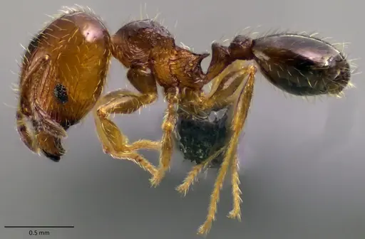 Pheidole adrianoi specimen