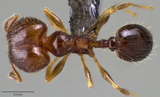 Pheidole adrianoi - ANTWEB1060170