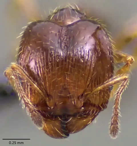 Pheidole adrianoi - ANTWEB1060170